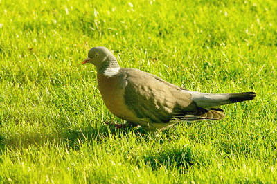 WOOD PIGEON . BOWLING GREEN MARSH . TOPSHAM . DEVON . 8 . 12 . 2015