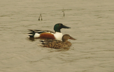 SHOVELER . BOWLING GREEN MARSH . TOPSHAM . DEVON . ENGLAND . 10 . 12 . 2014