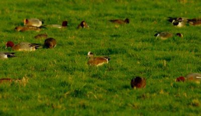 AMERICAN WIGEON . BOWLING GREEN MARSH . TOPSHAM . DEVON . ENGLAND . 11 . 12 . 2015