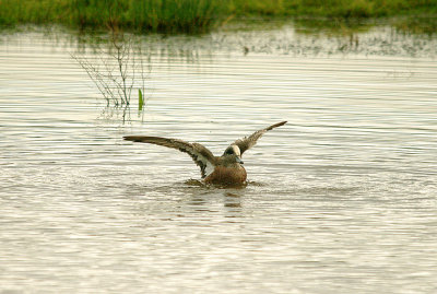 AMERICAN WIGEON . BOWLING GREEN MARSH . TOPSHAM . DEVON . ENGLAND . 16 . 12 . 2015