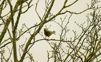 MISTLE THRUSH . TOPSHAM CEMETERY GROUNDS . DEVON . 18 . 12 . 2015