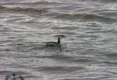 GREAT CRESTED GREBE ,THE EXE ESTUARY . EXMOUTH . DEVON . 2 . 1 . 2016