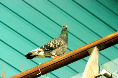 FERAL PIGEON . EXMOUTH . DEVON . 2 . 1 . 2015