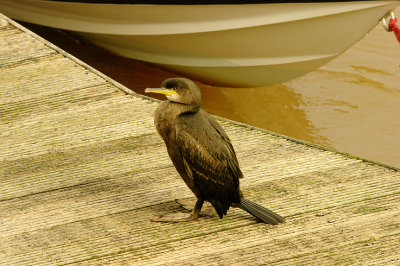 SHAG ( Juvenile ) . EXMOUTH MARINA . DEVON . 2 . 1 . 2016