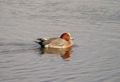 WIGEON , BOWLING GREEN MARSH , TOPSHAM , DEVON , ENGLAND . 4 , 1 , 2016