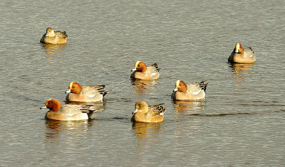 WIGEON . BOWLING GREEN MARSH . TOPSHAM . DEVON . ENGLAND . 4 . 1 . 2016