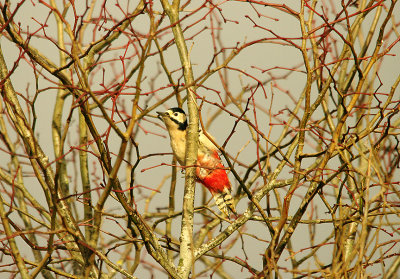 GREAT SPOTTED WOODPECKER . DARTS FARM . TOPSHAM . DEVON . 4 . 1 . 2016