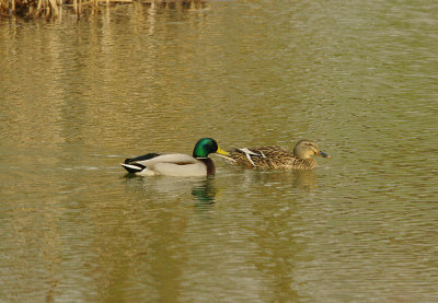 MALLARD . DARTS FARM . TOPSHAM . DEVON . ENGLAND . 4 . 1 . 2016
