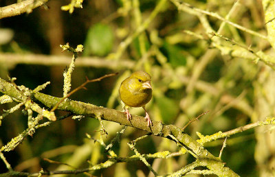 GREENFINCH . BOWLING GREEN MARSH . TOPSHAM . DEVON . 4 . 1 . 2016