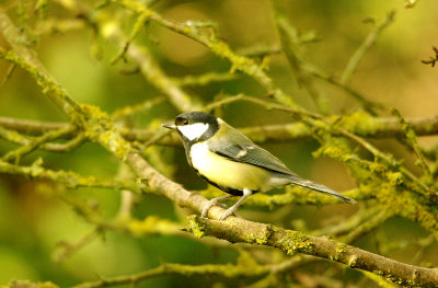 GREAT TIT . BOWLING GREEN MARSH . TOPSHAM . DEVON . 4 . 1 . 2016