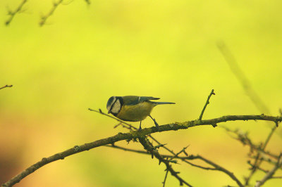 BLUE TIT . BOWLING GREEN MARSH . TOPSHAM . DEVON . 4 . 1 . 2016.JPG