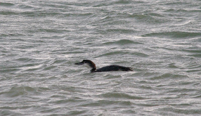 GREAT NORTHERN DIVER . MOUNTS BAY . CORNWALL . 7 . 1 . 2016
