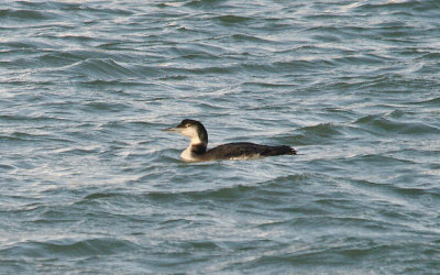 GREAT NORTHERN DIVER . NEWLYN HARBOUR . CORNWALL . 7 . 1 . 2016