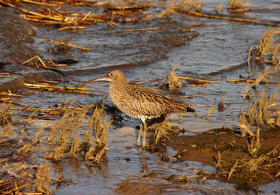 CURLEW . THE HALE ESTUARY . CORNWALL . 7 . 1 . 2016