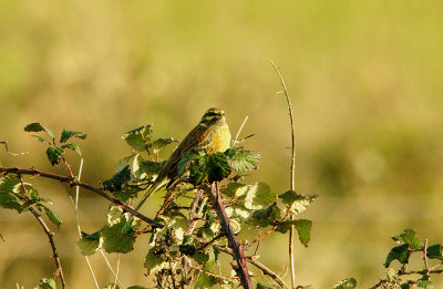 CIRL BUNTING , THE OTTERTON SEWAGE WORKS , DEVON , 8 , 1 , 2016