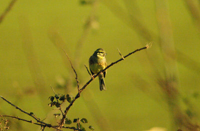 CIRL BUNTING . OTTERTON SEWAGE WORKS . DEVON . 8 . 1 . 2016