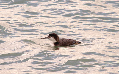 GREAT NORTHERN DIVER . MOUNTS BAY . CORNWALL . 11 . 1 . 2016
