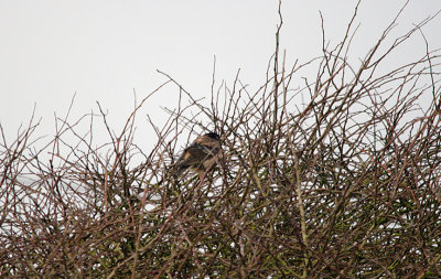 ROSE-COLOURED STARLING . LIZARD VILLAGE . CORNWALL . 11 . 1 . 2016