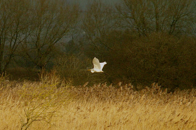 GREAT WHITE EGRET . HAM WALL . SOMERSET . ENGLAND . 12 . 1 . 2016