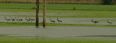 COMMON CRANE , ALLER MOOR , SOMERSET , 12 , 1 , 2016