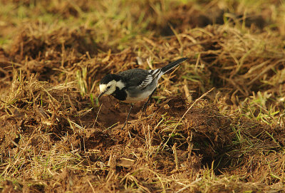 PIED WAGTAIL . DARTS FARM . TOPSHAM . DEVON . 13 . 1 . 2016