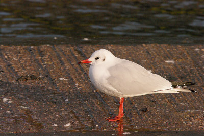 BLACK-HEADED GULL . DECOY LAKE . NEWTON ABBOTT . DEVON . 15 . 1 . 2016