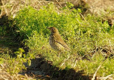 SONG THRUSH . DARTS FARM . TOPSHAM . DEVON . 15 . 1 . 2016