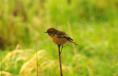 COMMON STONECHAT ( Female ) . DARTS FARM . TOPSHAM . DEVON . 16 . 1 . 2016