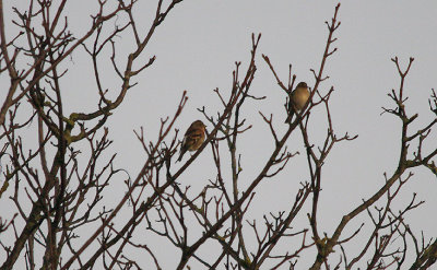 BRAMBLING . DARTS FARM . TOPSHAM . DEVON . 20 . 1 . 2016