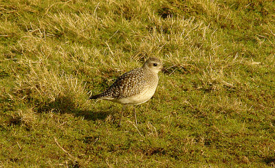 GREY PLOVER , BOWLING GREEN MARSH , TOPSHAM , DEVON , 20 , 1 , 2016