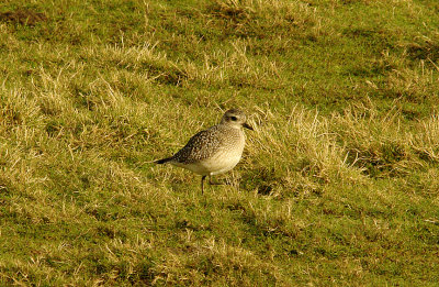 GREY PLOVER . BOWLING GREEN MARSH . TOPSHAM . DEVON . 20 . 1 . 2016