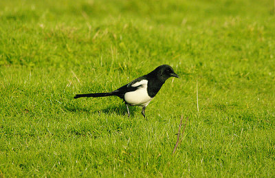 MAGPIE . BOWLING GREEN MARSH . TOPSHAM . DEVON. ENGLAND . 22 . 1 . 2016