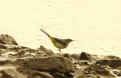 GREY WAGTAIL . THE RIVER EXE . TOPSHAM . DEVON . 23 . 1 . 2016