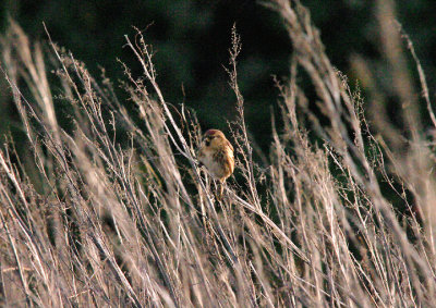 LESSER REDPOLL . Nr LYMPSTONE . DEVON . 28 . 1 . 2016