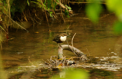 DIPPER . THE LUDWELL VALLEY COUNTRY PARK . EXETER . DEVON . 29 . 1 . 2016