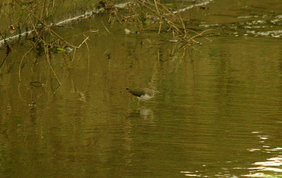 GREEN SANDPIPER . THE LUDWELL VALLEY COUNTRY PARK . EXETER . DEVON . 29 . 1 . 2016