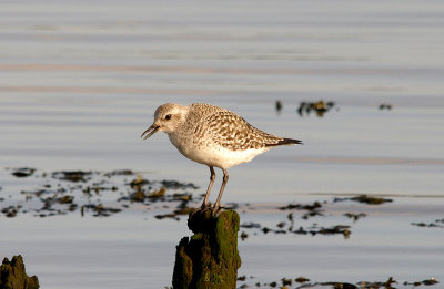 GREY PLOVER . THE TURF LOCKS . DEVON . 30 . 1 . 2016