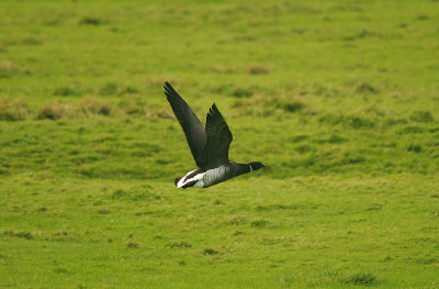 BLACK BRANT . THE EXMINSTER MARSHES . DEVON . ENGLAND . 30 . 1 . 2016