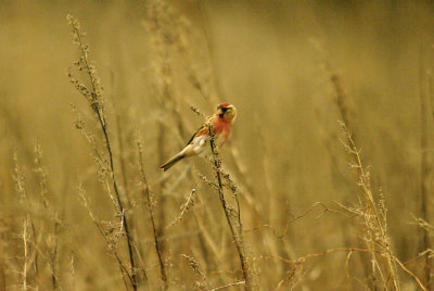 LESSER REDPOLL , Nr LYMPSTONE , DEVON , 31 , 1 , 2016