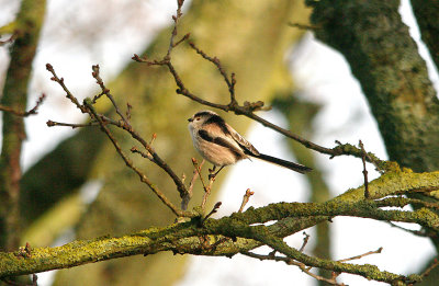 LONG-TAILED TIT . THE EXMINSTER MARSHES . DEVON . 2 . 2 . 2016
