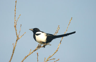 MAGPIE , THE EXMINSTER MARSHES , DEVON , ENGLAND . 2 . 2 . 2016