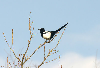 MAGPIE . THE EXMINSTER MARSHES . DEVON . ENGLAND . 2 . 2 . 2016