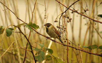 REED BUNTING , BOWLING GREEN MARSH , TOPSHAM , DEVON , ENGLAND . 4 , 2 , 2016