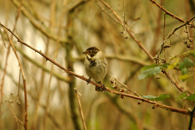 REED BUNTING . BOWLING GREEN MARSH . TOPSHAM . DEVON . ENGLAND . 4 . 2 . 2016