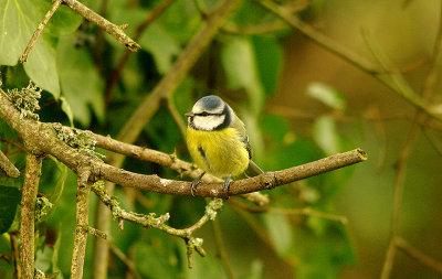 BLUE TIT . BOWLING GREEN MARSH . TOPSHAM . DEVON . 4 . 2 . 2016