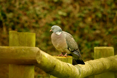 WOOD PIGEON . BOWLING GREEN MARSH . TOPSHAM . DEVON . 4 . 2 . 2016