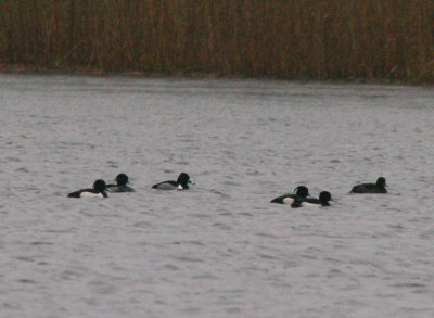 RING NECKED DUCK , GLASTOBURY HEATH , SOMERSET , 17 , 2 , 2016