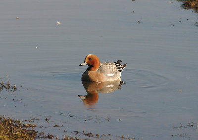 WIGEON , BOWLING GREEN MARSH , TOPSHAM , DEVON , ENGLAND . 18 , 2 , 2016