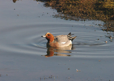 WIGEON . BOWLING GREEN MARSH . TOPSHAM . DEVON . ENGLAND . 18 . 2 . 2016