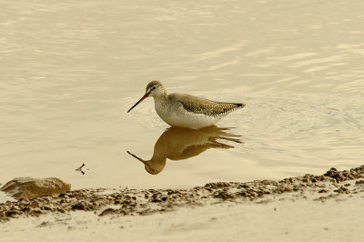 SPOTTED REDSHANK , THE CLYST ESTUARY , TOPSHAM , DEVON , ENGLAND . 25 , 2 , 2016